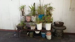 複数に並べた屋外植木鉢